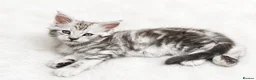 Maine Coon cats for sale: 🤩MAINE COON pedigree/genetic testing 🤩 - Advert 8