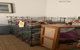 Guinea Pig rodents for sale: 2 pairs and Kavee cage - Image 9