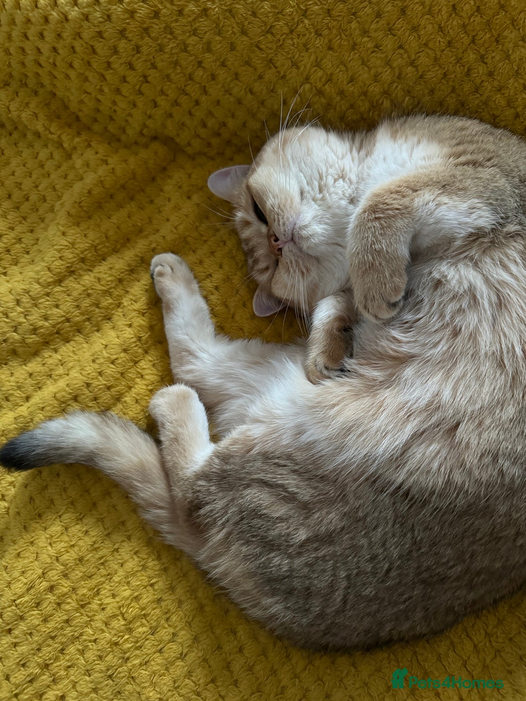 British Shorthair cats for stud: Gold BRI ny12 Stud in Derby - Advert 15