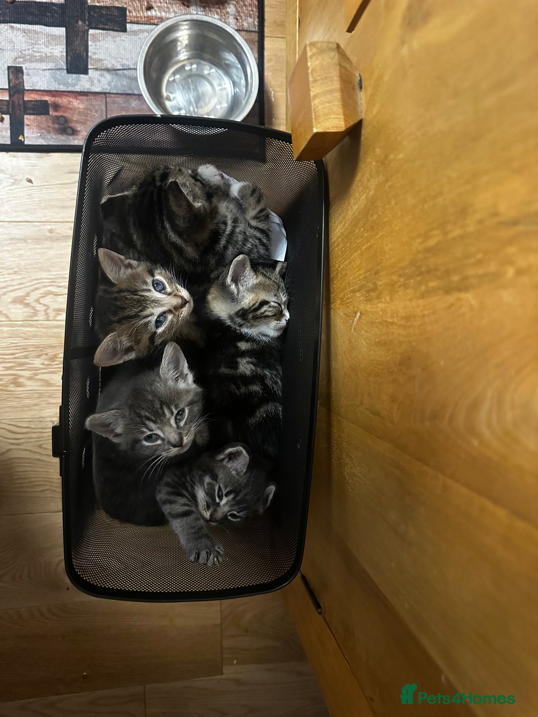 Mixed Breed cats for sale: 6 Of the cutest kittens ever !  - Image 2
