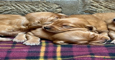 Golden Retriever dogs - Advert 2