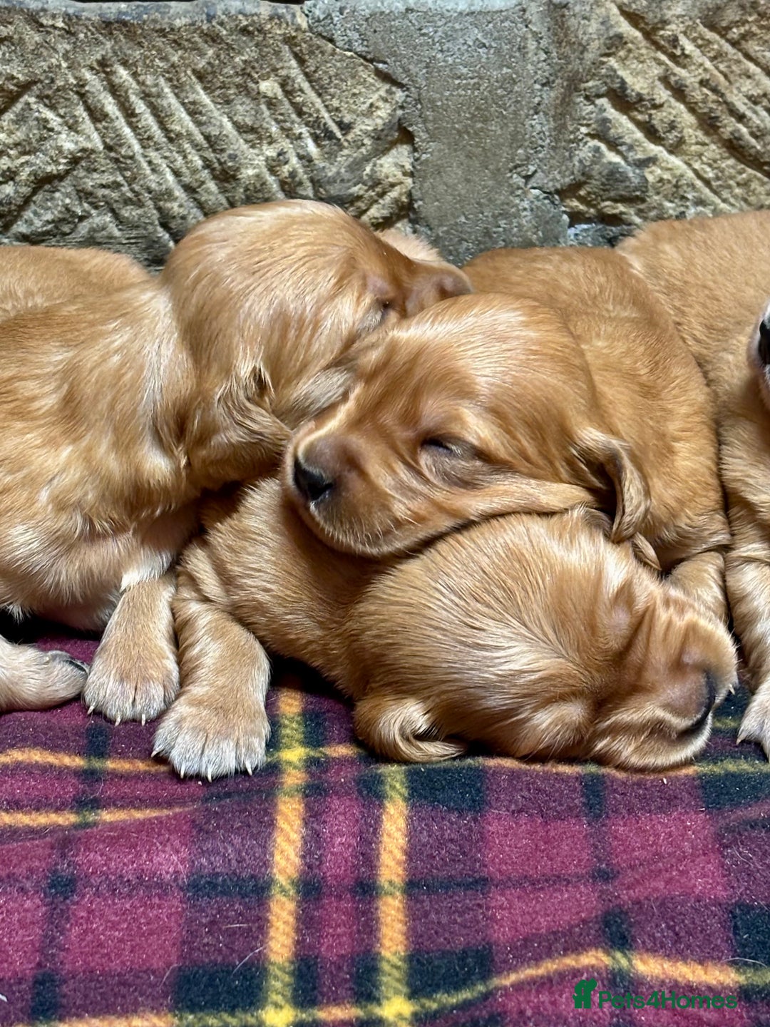 Golden Retriever dogs for sale: Gorgeous KC Golden Retriever Puppies  - Image 2