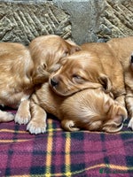 Golden Retriever dogs - Advert 2