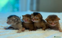 Abyssinian cats for sale: Amazing champion parents litter ❤️ - Image 4