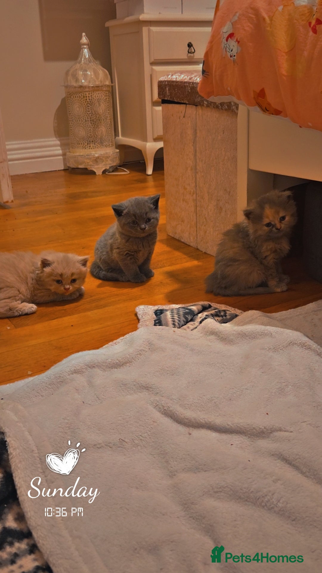 British Shorthair cats for sale: British short-haired kittens GCCF Registered  - Image 6
