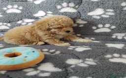 Maltipoo dogs for sale:  Maltipoo puppies  mix litter - Image 21