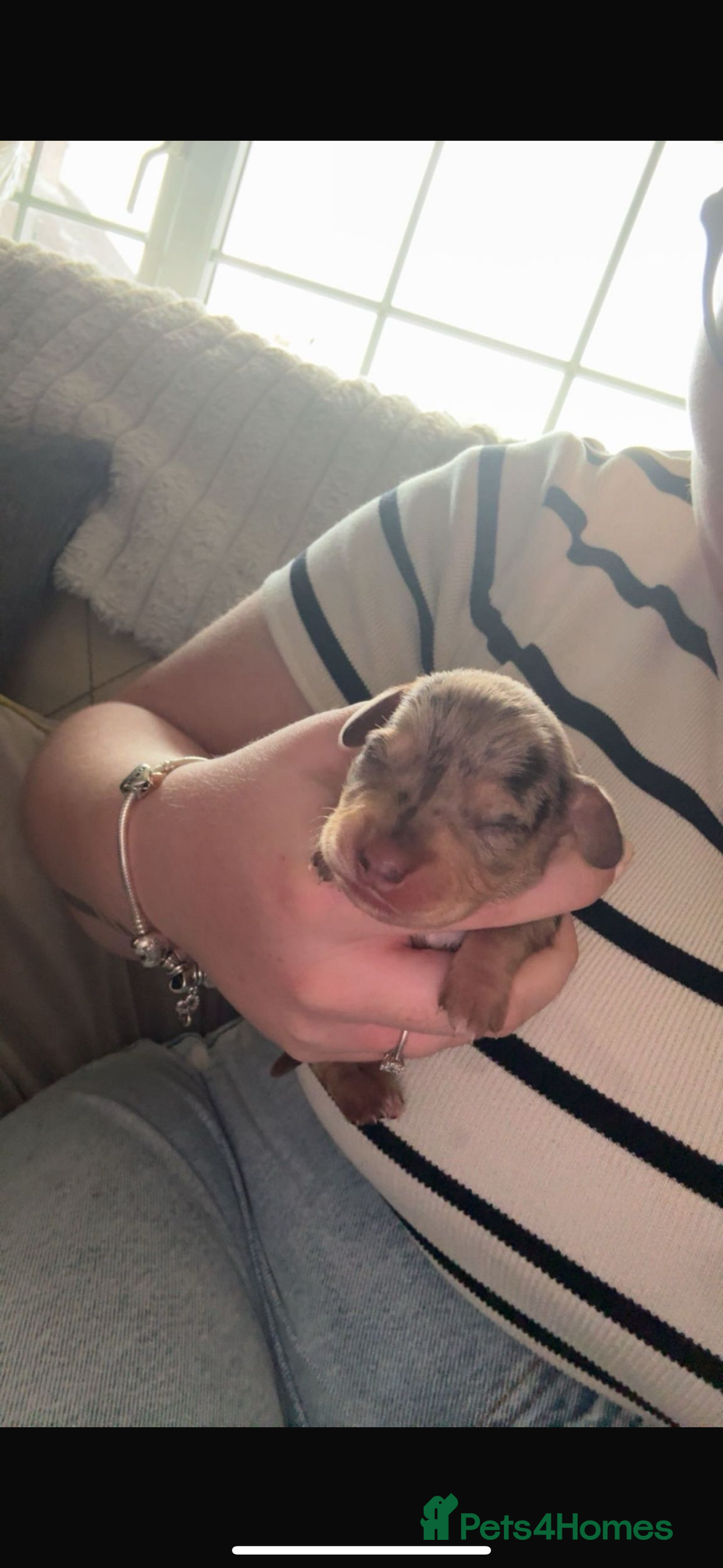 Chiweenie dogs for sale: Chiweenie - Image 2