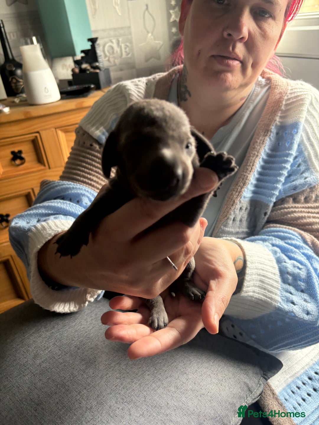 Dachshund dogs for sale: Miniature Dachshund  - Image 9