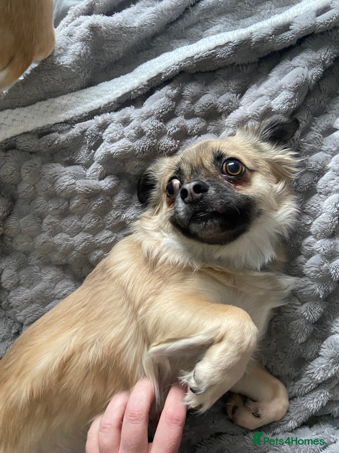 Chug dogs for sale: Chug - Pug Chihuahua Cross - Age Two - Advert 5