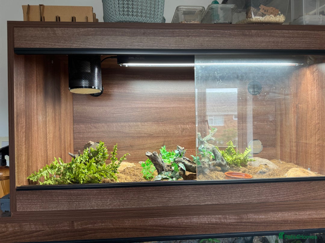 Snake reptiles for sale: Male Hognose with set up - Advert 2