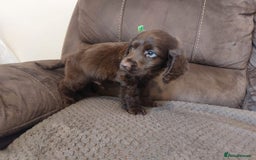 Cocker Spaniel dogs for sale: Cocker spaniel puppies  - Image 5