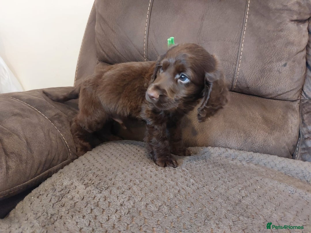Cocker Spaniel dogs for sale: Cocker spaniel puppies  - Image 5