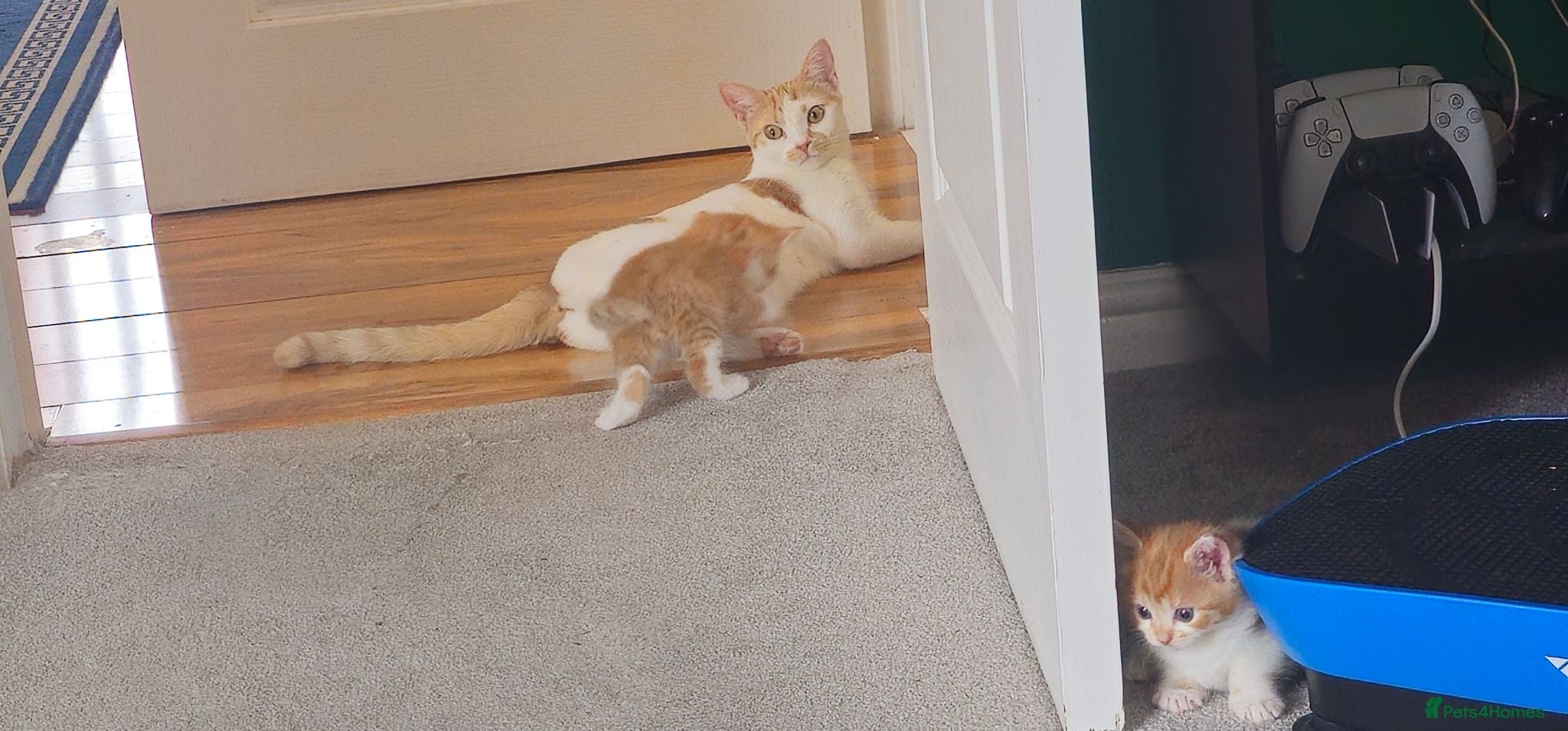 Domestic Shorthair cats Ginger kittens for sale - Advert 1