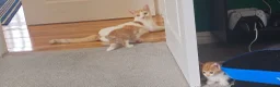 Domestic Shorthair cats for sale: Ginger kittens for sale - Advert 1