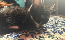 Mixed Breed cats for sale: Kittens for sale — £50 each - Image 11