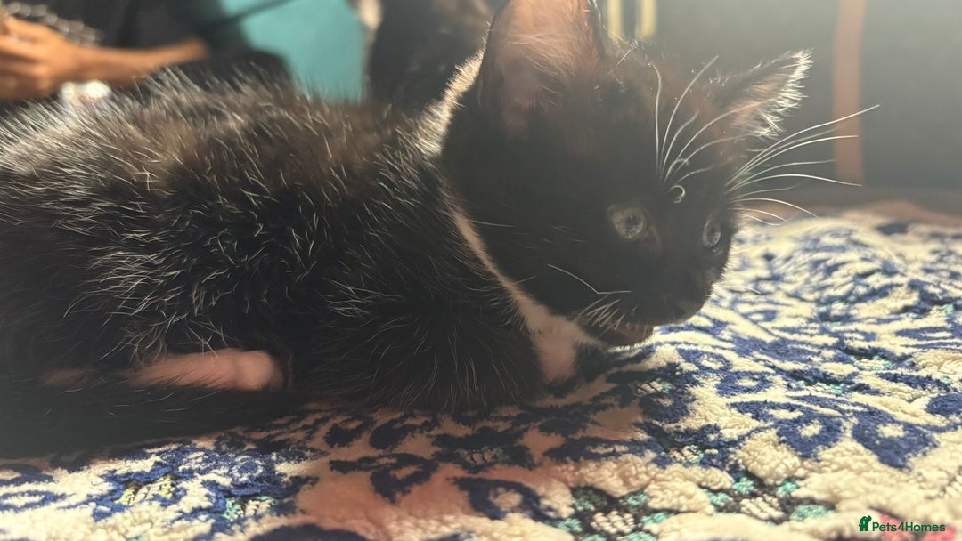 Mixed Breed cats for sale: Kittens for sale — £50 each - Image 11