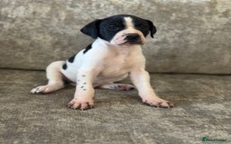 Pointer dogs for sale: BEAUTIFUL PEDIGREE POINTER PUPPIES - Image 2
