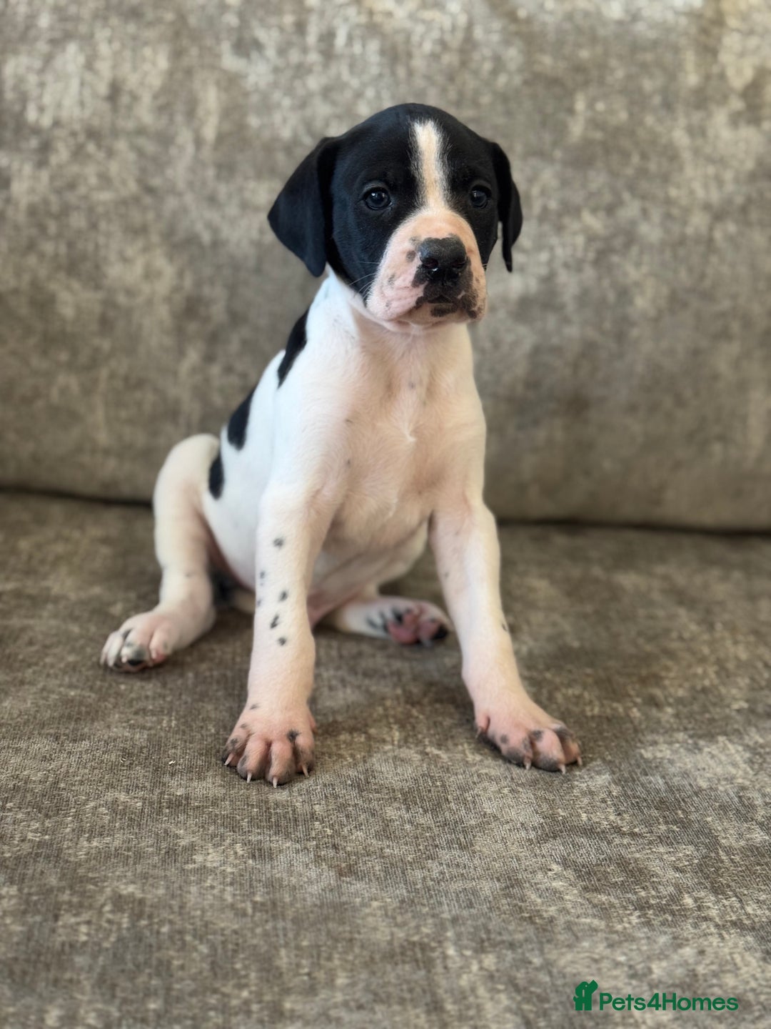 Pointer dogs for sale: BEAUTIFUL PEDIGREE POINTER PUPPIES - Image 2
