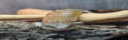 Skink reptiles for sale: Northern blue tongue skink - Advert 7