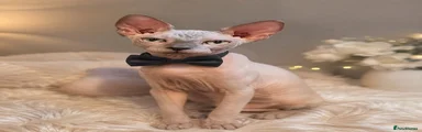 Sphynx 1