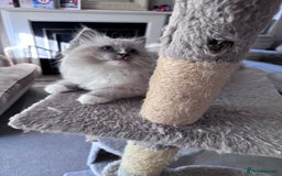 Ragdoll cats for sale: 4 Ragdoll kittens looking for their  forever home - Image 10