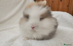 Lionhead rabbits for sale: Mini lion head, double mane, full face in Boston - Image 1
