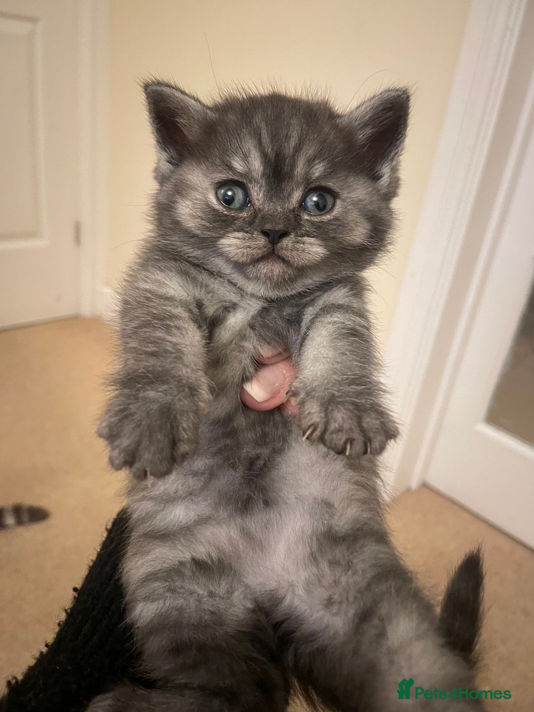 British Shorthair cats for sale: GCCF reg silver British Shorthaired kittens  - Image 8