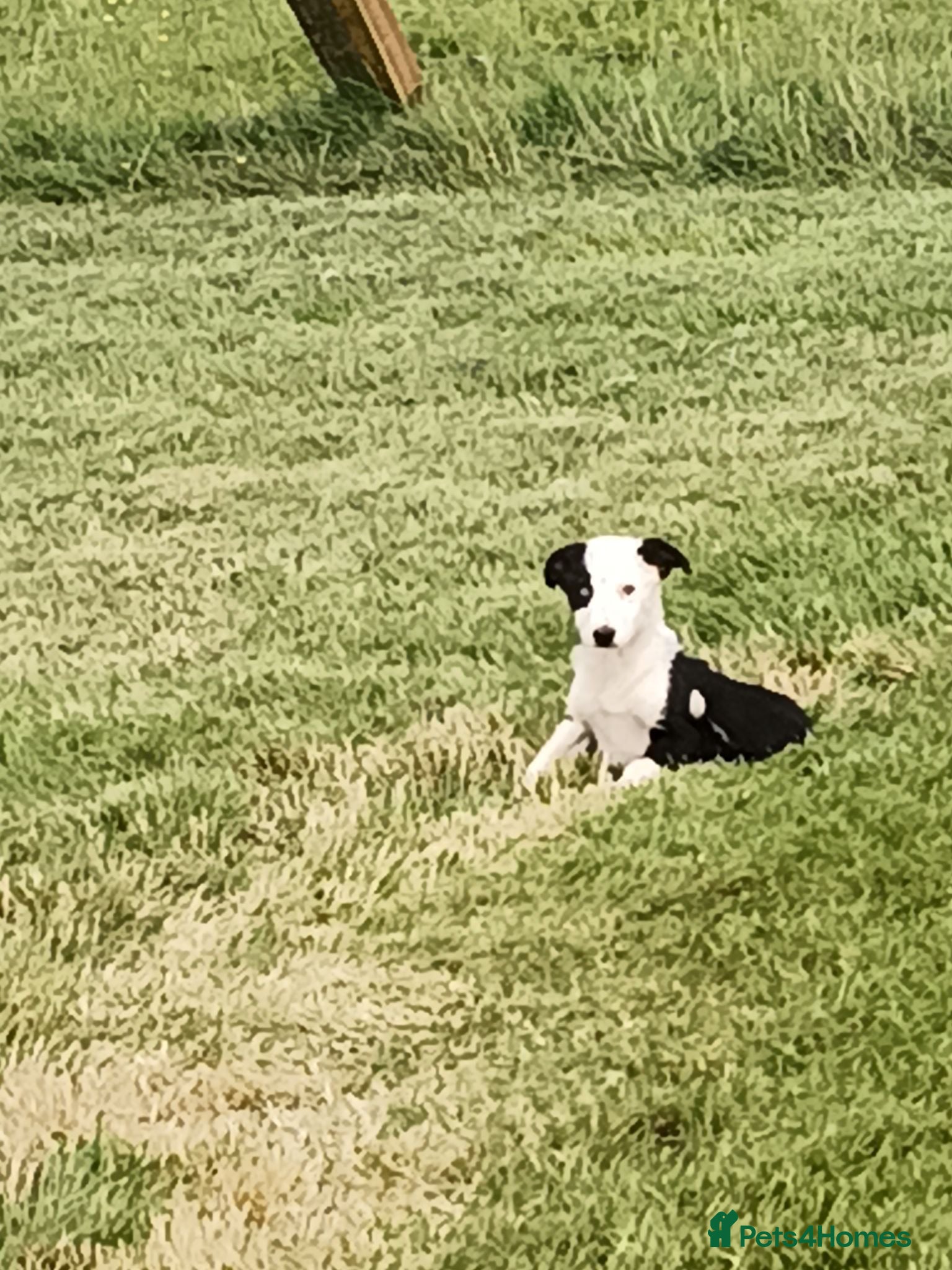 Border Collie dogs Beautiful border collie bitch pup  - Advert 7