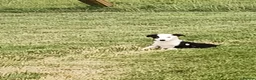 Border Collie dogs for sale: Beautiful border collie bitch pup  - Advert 1