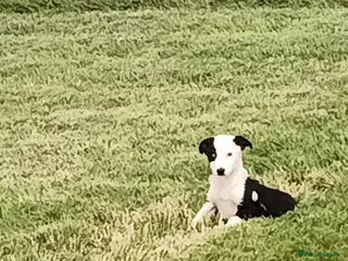 Offset Border Border Collie Puppies for sale in South Lanarkshire | Pets4Homes