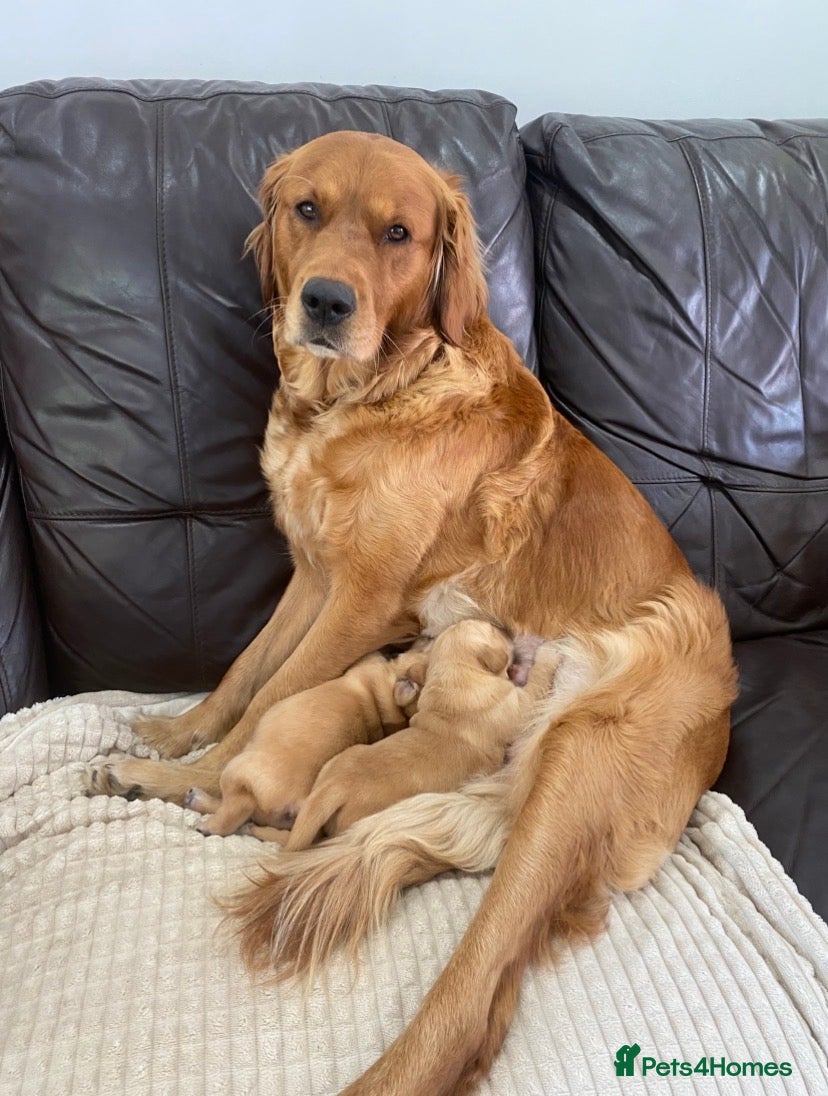 Golden Retriever dogs Golden Retriever Puppies Health Tested  - Advert 2