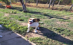 Mixed Breed dogs for adoption: BENNY - a faithful dog for a Loving Home - Image 30