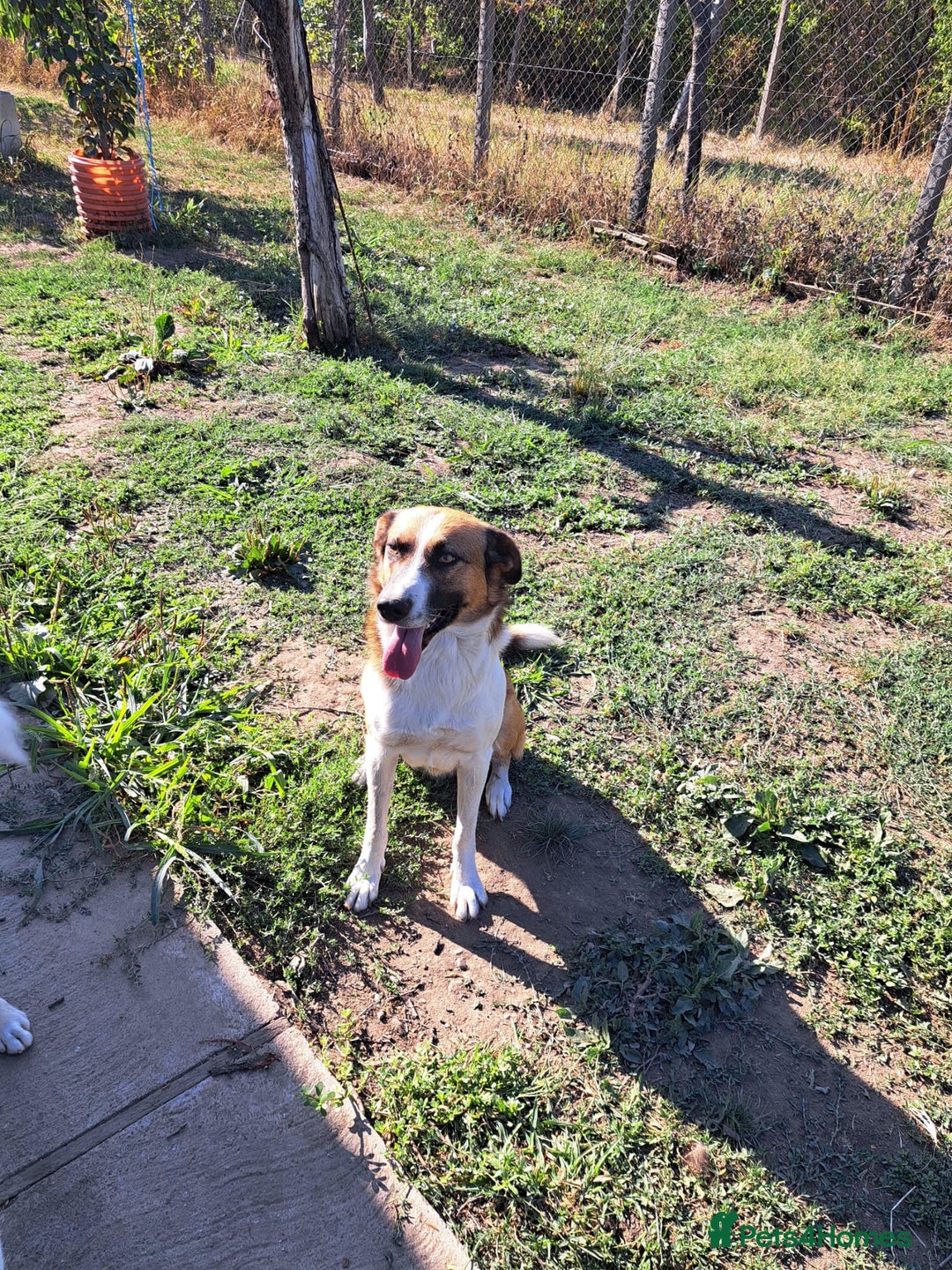 Mixed Breed dogs for adoption: BENNY - a faithful dog for a Loving Home - Image 30