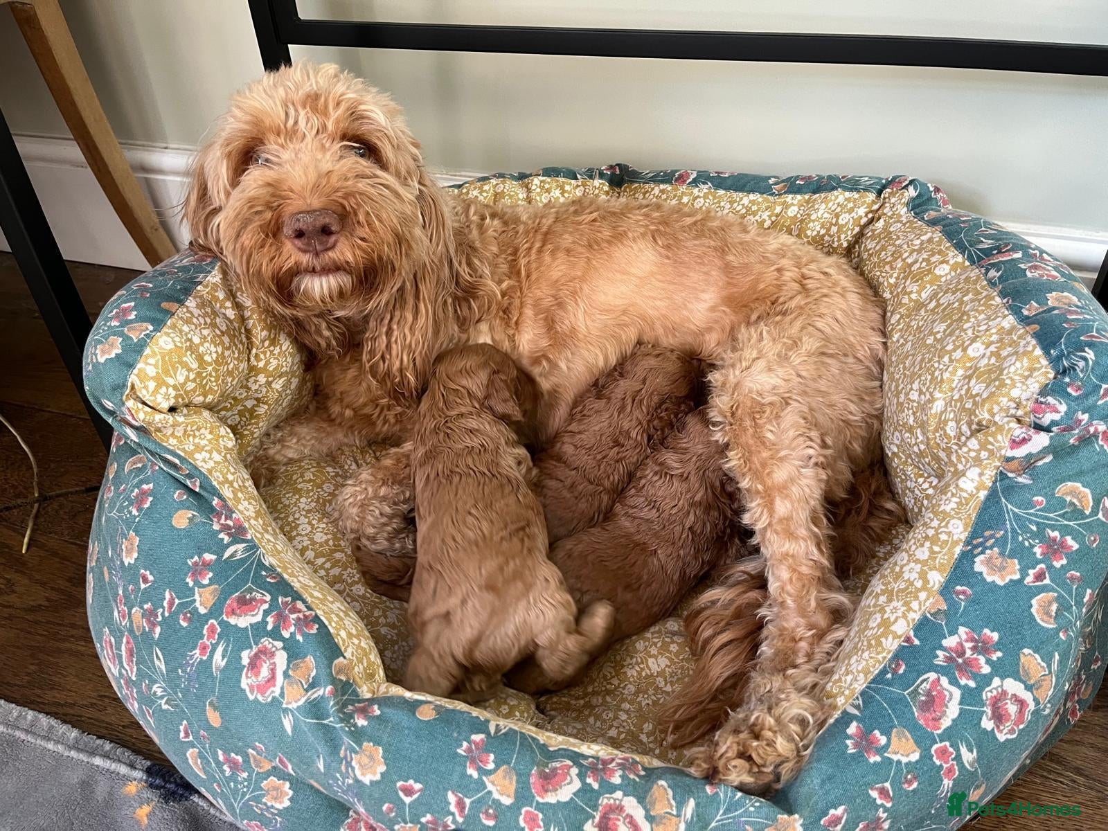 Cockapoo dogs Gorgeous litter of F1B Cockapoo puppies - Advert 1