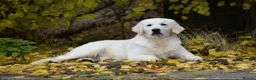 Golden Retriever dogs for sale: Palest Cream KC registered puppies for sale - Advert 2