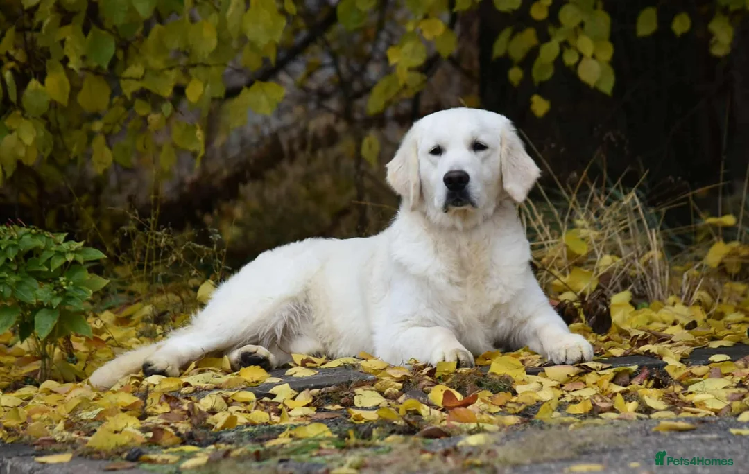 Golden Retriever dogs for sale: Palest Cream KC registered puppies for sale - Advert 2
