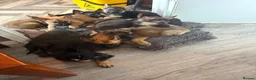 German Shepherd dogs for sale: German shepard - Advert 3