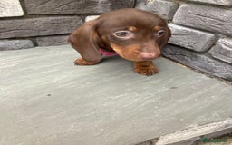 Dachshund dogs for sale: Full bread miniature dachshund  - Image 1