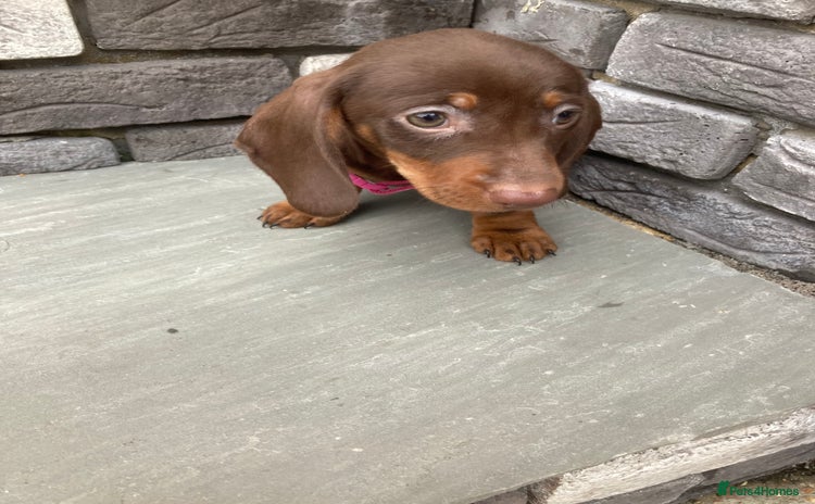 Dachshund dogs - Advert 2