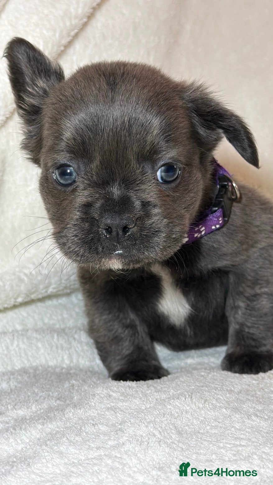 French Bulldog dogs RUBY🫶🏽 DWKC reg  - Advert 1