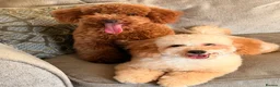 Poochon dogs for sale: Adorable Poochon puppies  - Advert 5