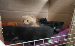 Mixed Breed cats for sale: 4 sweet happy tuxedo kittens - Image 8