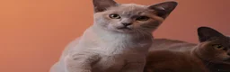 Burmese cats for sale: Beautiful Healthy Burmese  - Advert 22