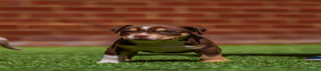 American Bully Puppy 3