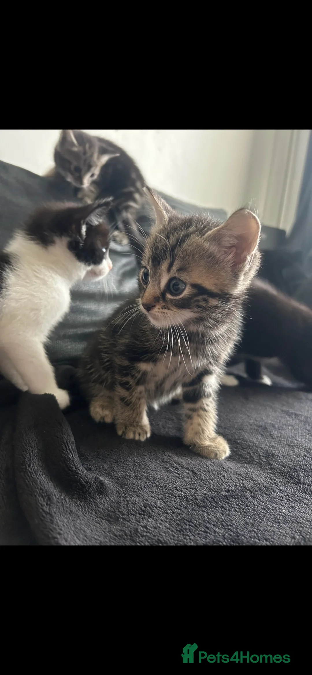 Mixed Breed cats for sale: Playful mixed breed kittens  in Milton Keynes - Advert 2