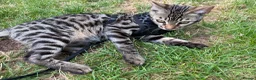 Bengal cats for sale: 2 Bengals Kittens Left ✨ in Southam - Advert 15
