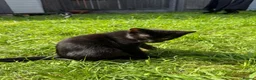 Mixed Breed cats for sale: Cute Kittens - Advert 7