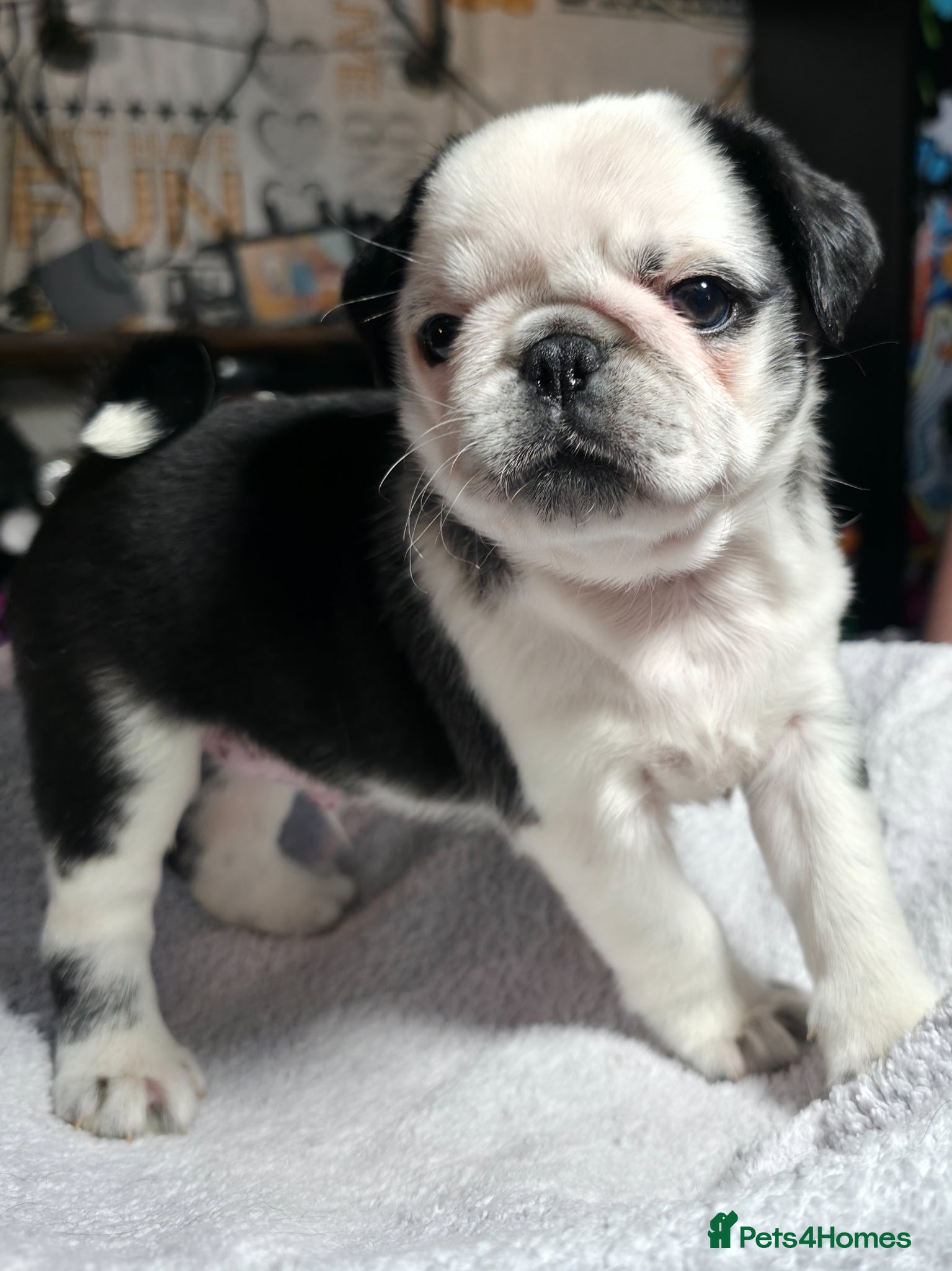 Pug dogs 5 Fluffy Panda/Black Pug Boys Await Loving Homes - Advert 1