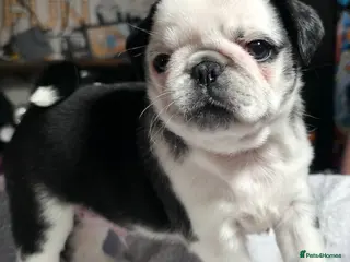 Pug dogs 5 Fluffy Panda/Black Pug Boys Await Loving Homes - Advert 1