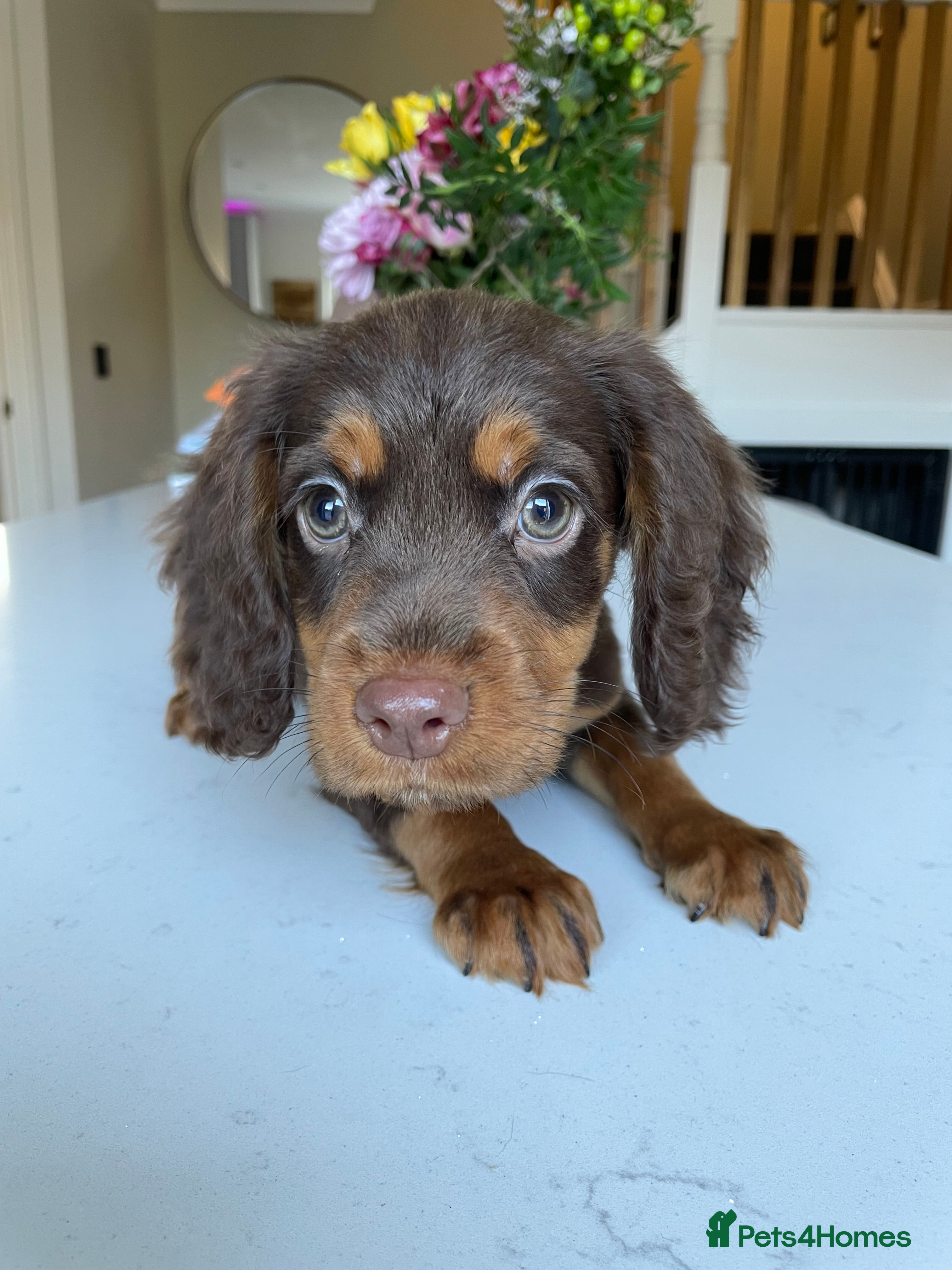 Cocker Spaniel dogs Outstanding Pedigree lines Cocker Spaniel Puppies. - Advert 1